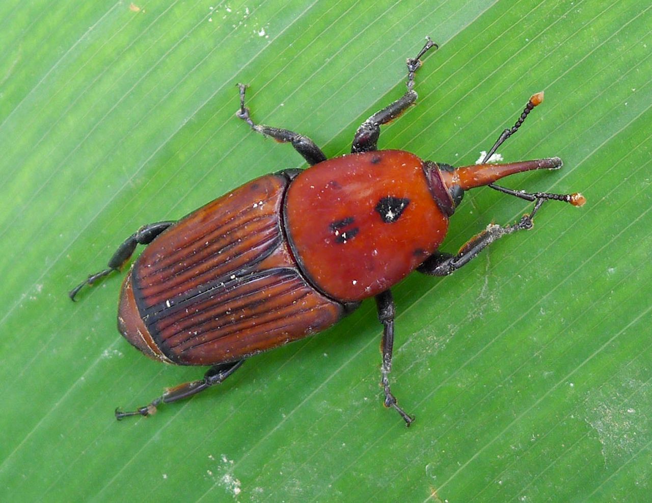 How Red Palm Weevil Destroy The Coconut Tree ?