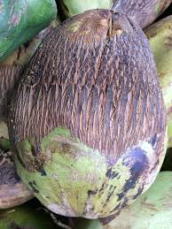 How to identify the coconut mite attack and mitigate them properly
