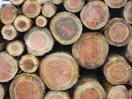 Applications of Different Types of Coconut Timber According to Its Density